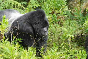 Gorilles de montagne dans la région des volcans dans le sud de l'Ouganda près de la ville de...