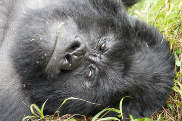 Gorilles de montagne dans la région des volcans dans le sud de l'Ouganda près de la ville de Kisoro