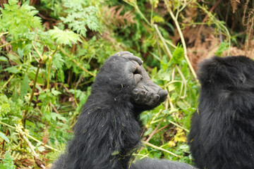 Gorilles de montagne dans la région des volcans dans le sud de l'Ouganda près de la ville de Kisoro