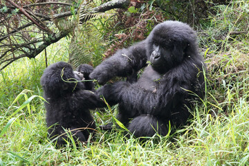 Obraz premium Gorilles de montagne dans la région des volcans dans le sud de l'Ouganda près de la ville de Kisoro