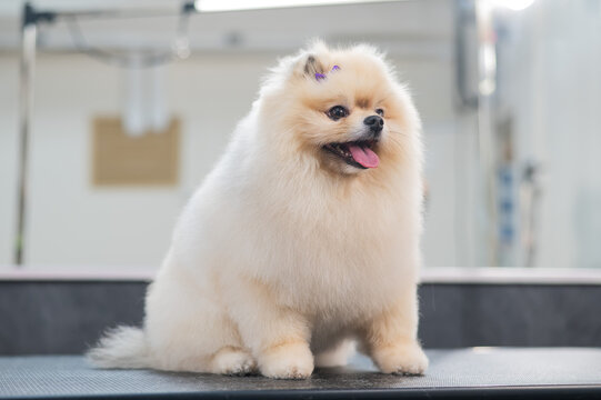 Beautiful Pomeranian after a haircut in a grooming salon.