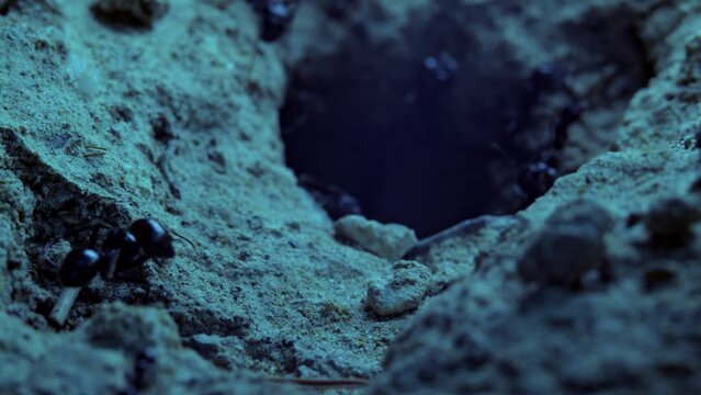 Macro shot of ants. Recorded in slow motion.