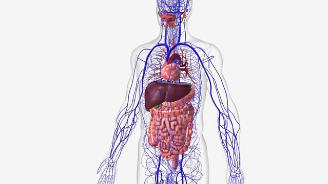 Digestive System and Venous system