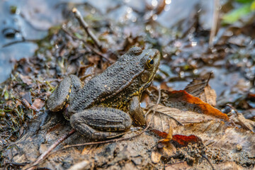 frog, amphibian, toad, animal, nature, wildlife, green, macro, eye, brown, reptile, water, animals, grass, closeup, frogs, small, wild, spring, common, close-up, eyes, pond