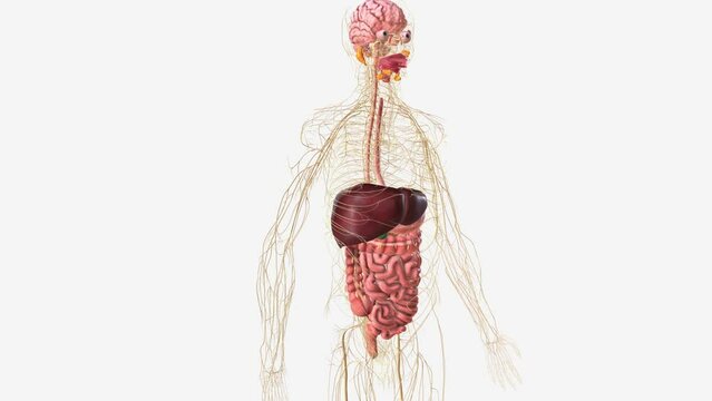 Digestive system and Nerveus System