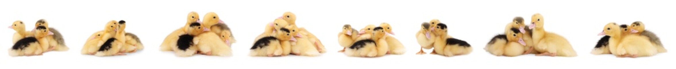 Collage with cute fluffy ducklings on white background. Baby animal