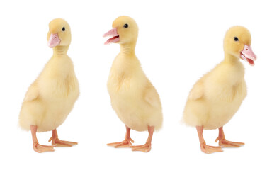 Collage with cute fluffy ducklings on white background. Baby animal