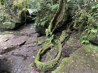 涼しい渓谷