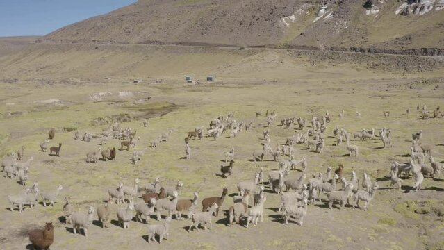 Survol en drone d'un troupeau de lama