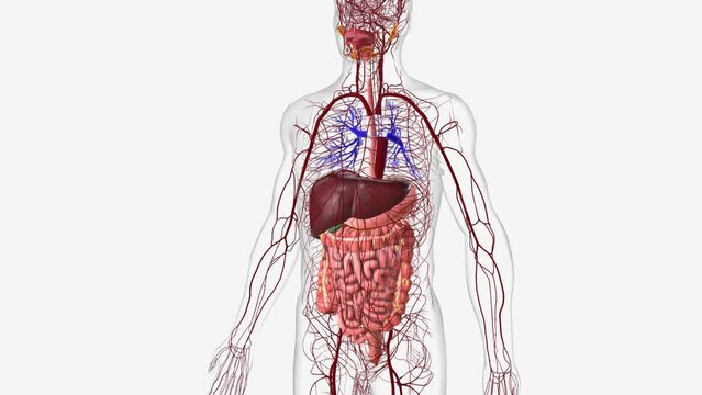 Digestive System and Digestive System and Arterial system