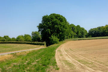 Fototapeta na wymiar Summer landscape, The terrain of hilly countryside in Zuid-Limburg, Farmland with green vegetables corn or maize and potatoes on the hillside, Small villages in Dutch province of Limburg, Netherlands.