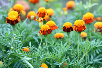 orange beautiful flowers marigolds close-up. Close up of beautiful flower pattern of marigold in the garden. Marigolds erect, Mexican, Aztec or African marigold. beauty in nature