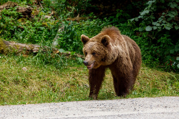 Fototapeta premium European Brown Bear in the Carpathians of Romania