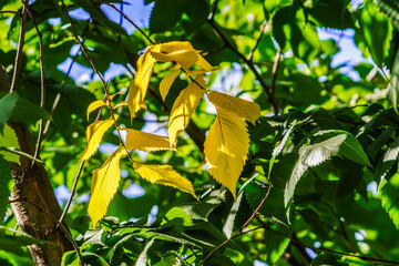 Autumn leaves are turning yellow