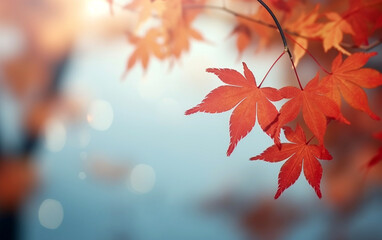 Fototapeta premium maple leaf in autumn with maple tree under sunlight background