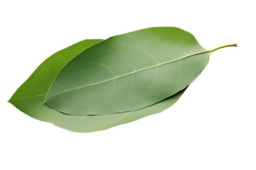 Fototapeta premium Bay leaves isolated on transparent background PNG