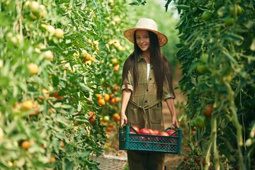 Obraz premium Vegetables in plastic box. Little girl is in the garden with tomatoes