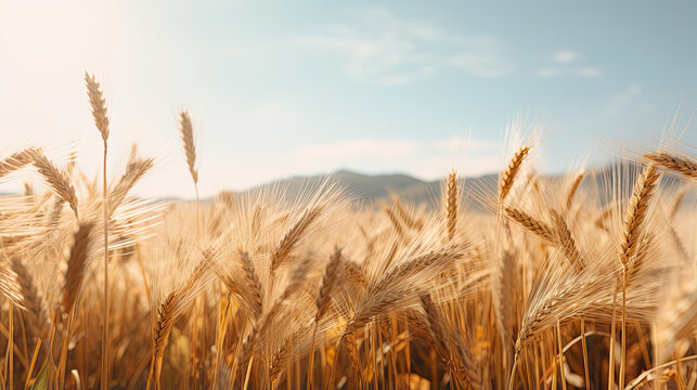 Endless golden fields of wheat swaying in the breeze