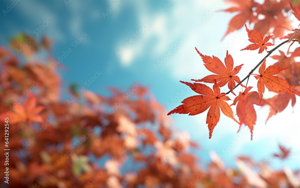 Wall mural maple leaf in autumn with maple tree under sunlight background