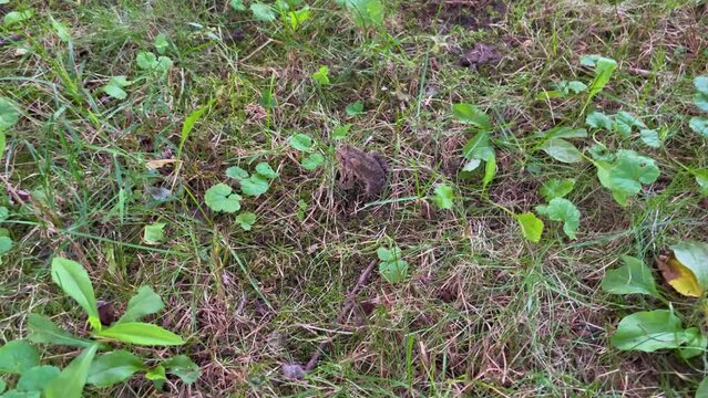 Little frog in the grass