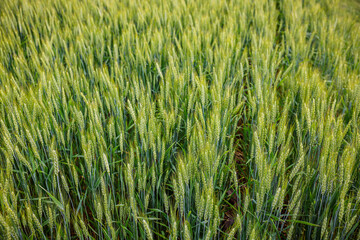 green wheat field