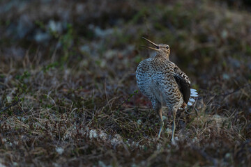 great snipe on the ground