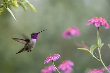 Rebirth of colors, The trochilidae and its splendor in the world of flowers