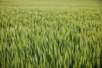 green wheat field