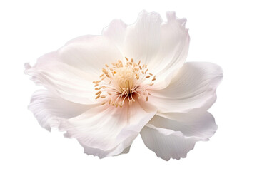 White hibiscus flower head isolated on transparent background PNG - obrazy, fototapety, plakaty
