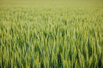 green wheat field