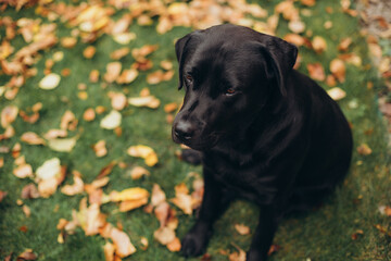 beautiful black labrador dog lies on a yellow fallen leaf and on green grass. a happy dog is rolling on the grass. autumn atmosphere