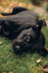beautiful black labrador dog lies on a yellow fallen leaf and on green grass. a happy dog is rolling on the grass. autumn atmosphere