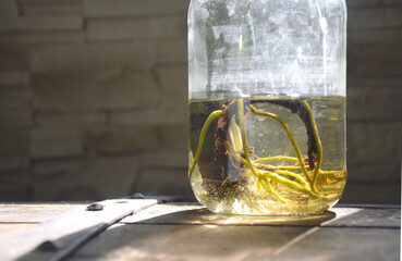 Fototapete bei efototapeten.de bestellen   