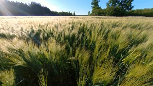 Cereal Agriculture Crops Field Illuminated By Sunrise. Wide Angle  Fly-Over Tilt-Up  Slow Motion Shot