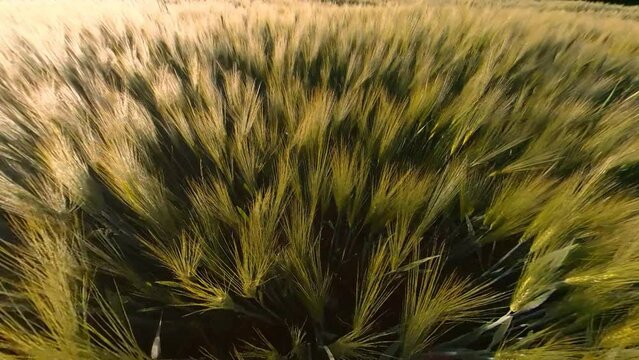 Cereal Agriculture Crops Field Illuminated By Sunrise. Low Fly Over Slow Motion Shot