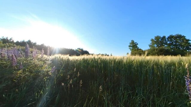 Cereal Agriculture Crops Field Illuminated By Sunrise. Wide Angle Lift-Up Slow Motion Shot