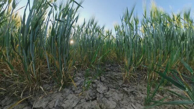 Extreme Wide Angle Pan Shot Of Cereal Crops in Dry Soil Field.