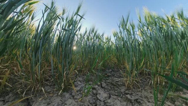 Extreme Wide Angle Pan Tilt Up Shot Of Cereal Crops in Dry Soil Field.