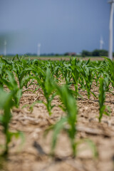 Field of corn