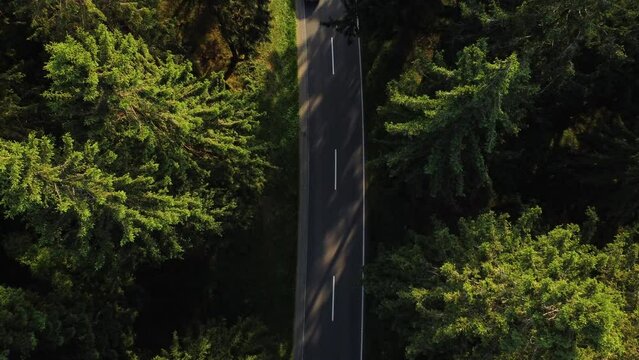 symmetrical drone shot of a driving sports car on a shady road in a green forest in summer