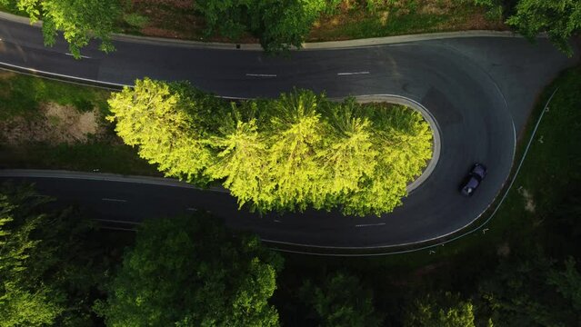 Static drone shot of the car taking a sharp turn in the green forest in summer