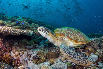 Naklejka na ściany i meble Green Sea Turtle Raja Ampat Indonesia