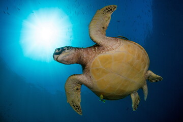 Green Sea Turtle Raja Ampat Indonesia