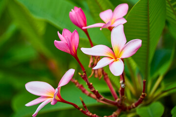 landscape with exotic flower on blurred background