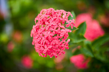 landscape with exotic flower on blurred background
