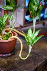 landscape with exotic flower on blurred background