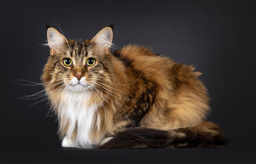 Pretty adult Maine Coon cat, laying down side ways. Looking towards camera. Isolated on a black background.