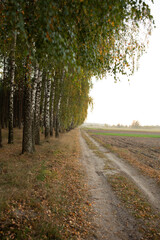 autumn birch forest. autumn atmosphere in the forest near the field