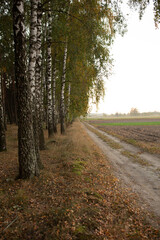 Fototapeta na wymiar autumn birch forest. autumn atmosphere in the forest near the field
