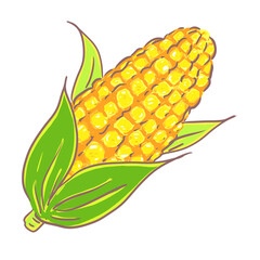 Yellow corn on the cob illustration. 